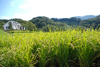 棚田 棚田