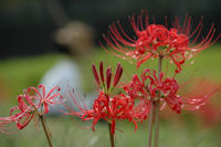 彼岸花 彼岸花