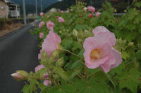 芙蓉 芙蓉