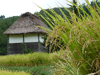 棚田 棚田