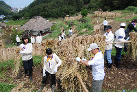 棚田ハザ掛け作業