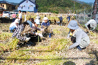 中川小学校稲刈り作業