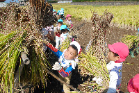 松崎幼稚園稲刈り 松崎幼稚園稲刈り