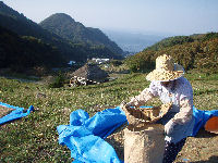 石部棚田の収穫作業も終わりました