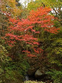 長九郎山紅葉