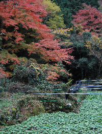 紅葉