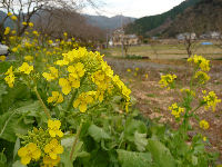 菜の花 菜の花