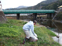 岩科川の河川清掃 岩科川の河川清掃