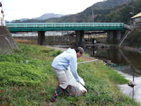 岩科川の河川清掃