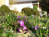 芝桜 芝桜