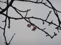 伏倉土手桜 伏倉土手桜