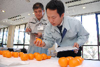 ポンカン品評会 ポンカン品評会