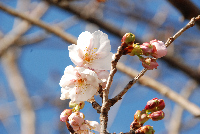 桜 桜