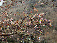 石部の桜 石部の桜