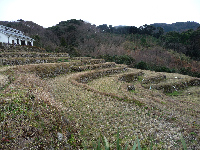 棚田 棚田