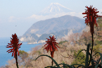 アロエと富士山 アロエと富士山