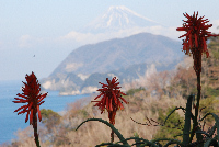 アロエと富士山