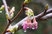 寒桜 寒桜