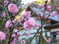 伊那下神社の梅