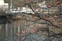 新島橋の桜