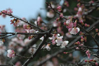 桜 桜