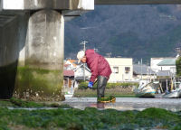 川のり採り 川のり採り