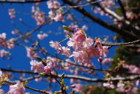 早咲きの桜