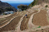 石部棚田の田起こし 石部棚田の田起こし