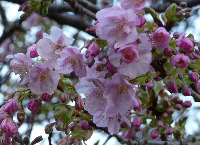 寒桜 寒桜