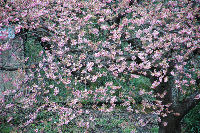 早咲きの桜 早咲きの桜