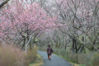 桜のトンネル