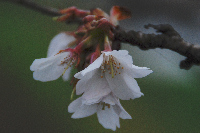 桜 桜