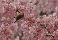 桜にメジロが集まっています 桜にメジロが集まっています