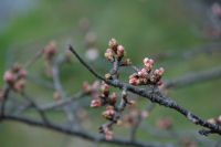 船田橋の桜 船田橋の桜