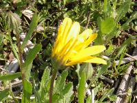 アフリカキンセンカ開花 アフリカキンセンカ開花