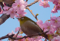カワヅサクラ カワヅサクラ
