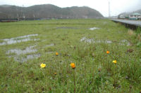 那賀花畑 那賀花畑