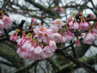船田橋の桜 船田橋の桜