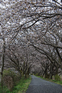 伏倉橋桜