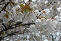 伏倉土手の山桜