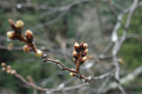 那賀バイパスの桜