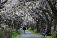 伏倉桜