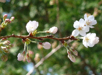 室岩洞桜