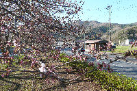 那賀バイパスの桜