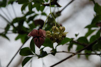 アケビの花