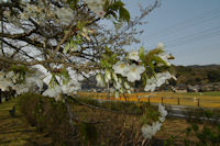 那賀バイパス桜