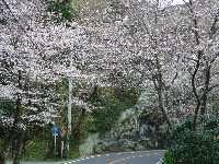 室岩洞桜