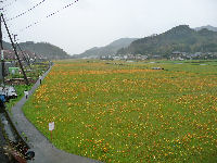 雨の花畑