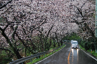 室岩洞の桜