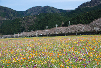 那賀川堤の桜と花畑